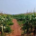 Pekan Nanas Agriculture Land Pontian Johor