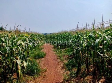 Pekan Nanas Agriculture Land Pontian Johor
