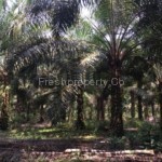 Pekan Nanas Agriculture Land Johor