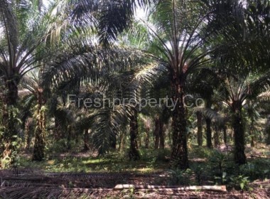 Pekan Nanas Agriculture Land Johor