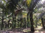 Pekan Nanas Agriculture Land Johor 3