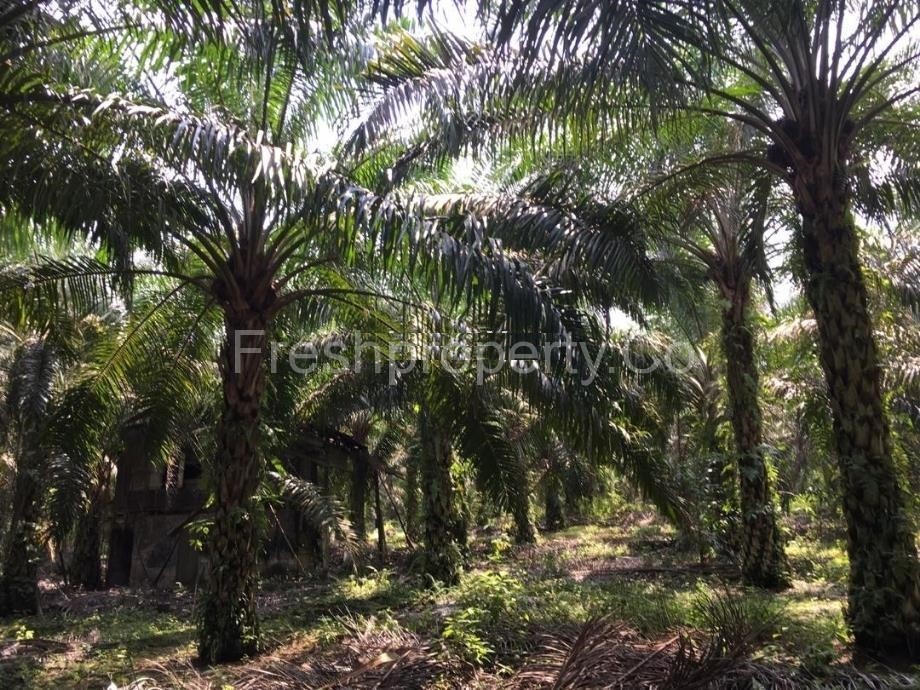 Pekan Nanas Agriculture Land Johor