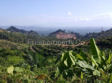 Bentong 38acres Palm Land 1