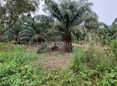 Fruit Tree Land Simpang Rengam Johor 1