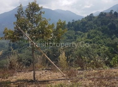 11acres Durian Orchard Raub