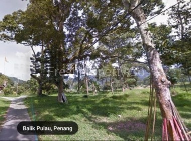 Balik Pulau Durian Orchard Penang Malaysia 1