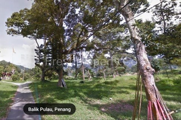 Balik Pulau Durian Orchard Penang Malaysia 1