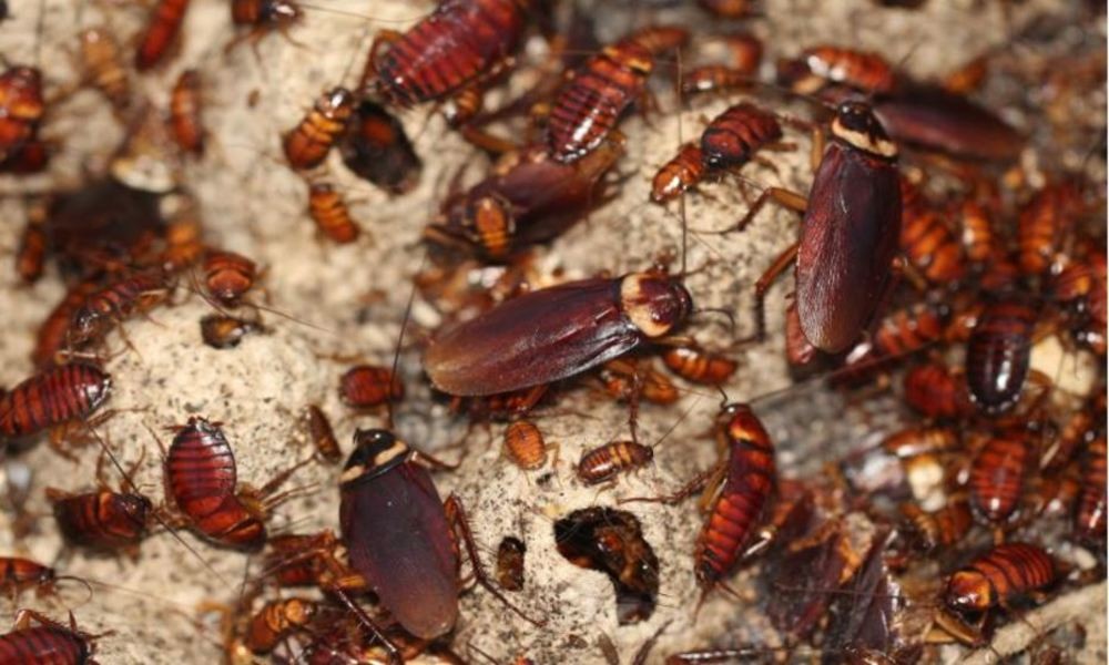3 Spots Cockroaches Consider Heaven in Your Home