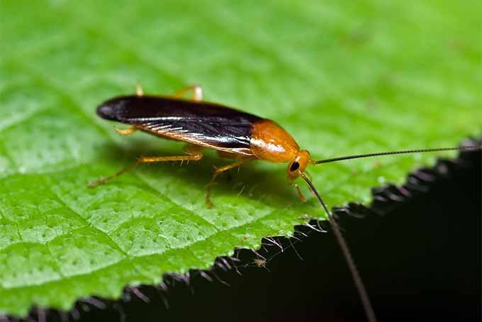 Cockroach in Garden