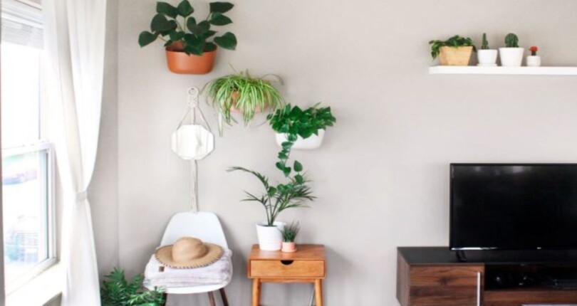 What Are the Good (and Bad) Feng Shui Plants?