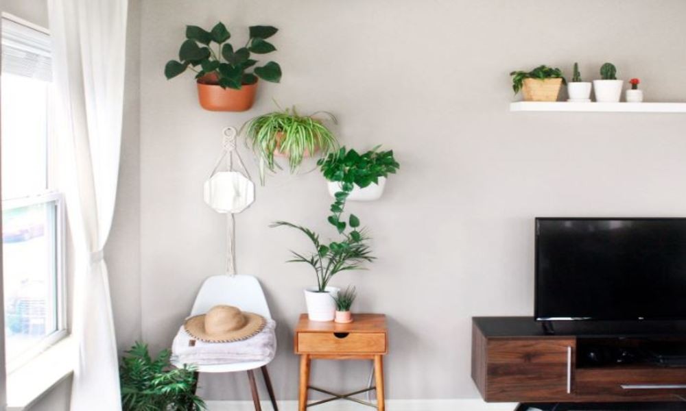 What Are the Good (and Bad) Feng Shui Plants?